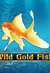 Wild Gold Fish